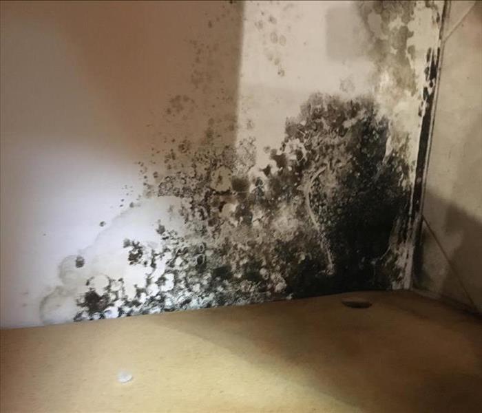 Mold is growing behind a leaking dishwasher in Phoenix.